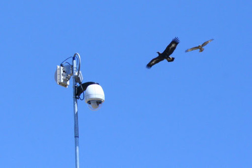 iNaturalist observation photo of Golden Eagle