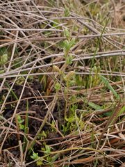 Salix repens repens