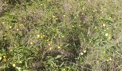 Solanum campylacanthum
