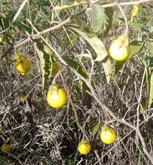 Solanum campylacanthum