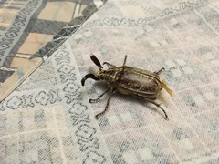 Polyphylla ragusae aliquoi