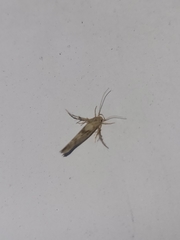 Stathmopoda plumbiflua