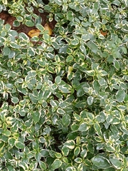 Dichondra argentea