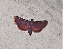 Hypsopygia ignefimbrialis