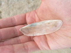 Solecurtus strigilatus