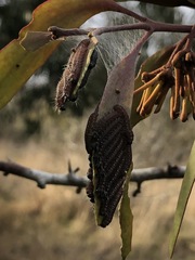 Delias harpalyce