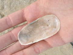 Solecurtus strigilatus