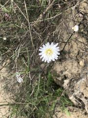 Rafinesquia californica