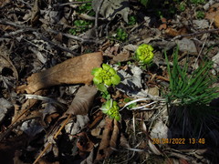 Chrysosplenium pilosum