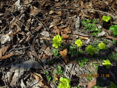 Chrysosplenium pilosum