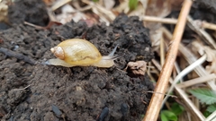 Succinea lauta