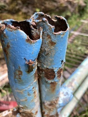 Lycocerus arisanensis