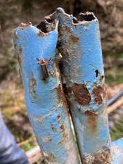 Lycocerus arisanensis