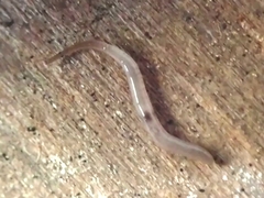 Rhynchodemus sylvaticus