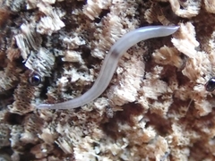 Rhynchodemus sylvaticus