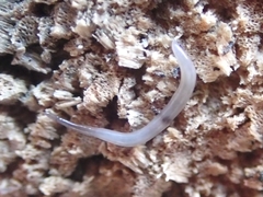 Rhynchodemus sylvaticus