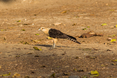 Daptrius chimachima