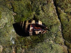 Engina zonalis
