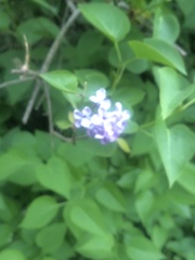 Syringa