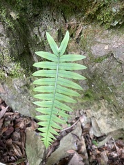 Polypodiodes