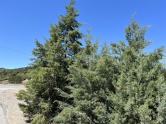 Cupressus stephensonii