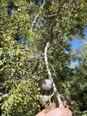 Cupressus stephensonii