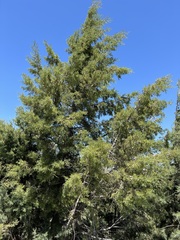 Cupressus stephensonii