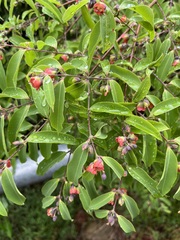 Cratoxylum cochinchinense