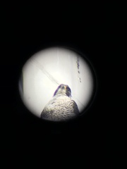 Falco peregrinus