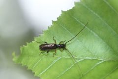 Stenhomalus japonicus