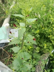 Scrophularia peregrina