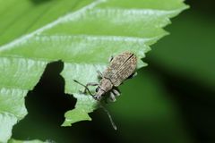 Lepidepistomodes fumosus