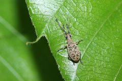 Lepidepistomodes fumosus