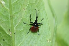 Phialodes rufipennis