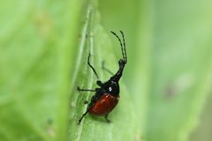 Phialodes rufipennis