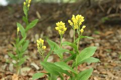 Cephalanthera falcata