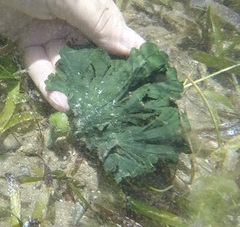 Udotea flabellum