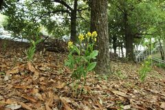 Cephalanthera falcata