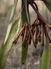 Amyema pendula pendula