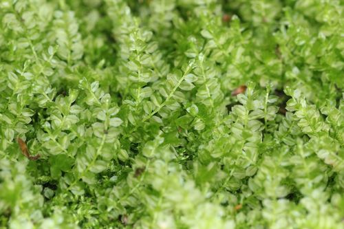 Plagiomnium acutum observed 2022-05-01