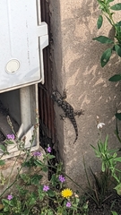 Tarentola mauritanica