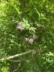 Akebia