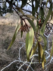 Amyema pendula pendula