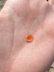 Talochlamys multistriata