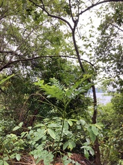 Zanthoxylum avicennae