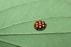 Vibidia duodecimguttata