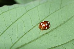 Vibidia duodecimguttata