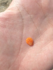 Talochlamys multistriata