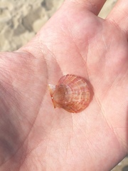 Flexopecten hyalinus