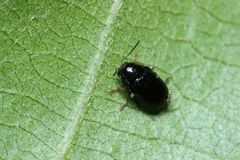 Cryptocephalus confusus